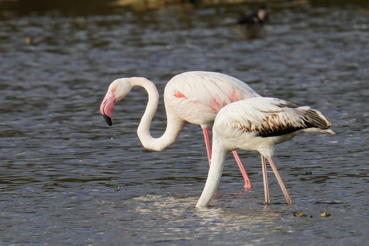 פלמינגו גדול - ML647498787