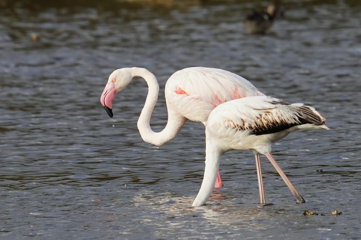 פלמינגו גדול - ML647498788