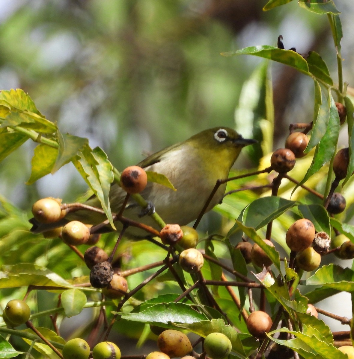 Warbling White-eye - ML647498790