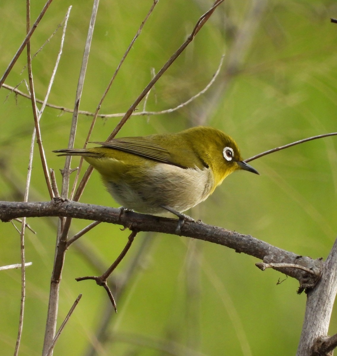 Warbling White-eye - ML647498791