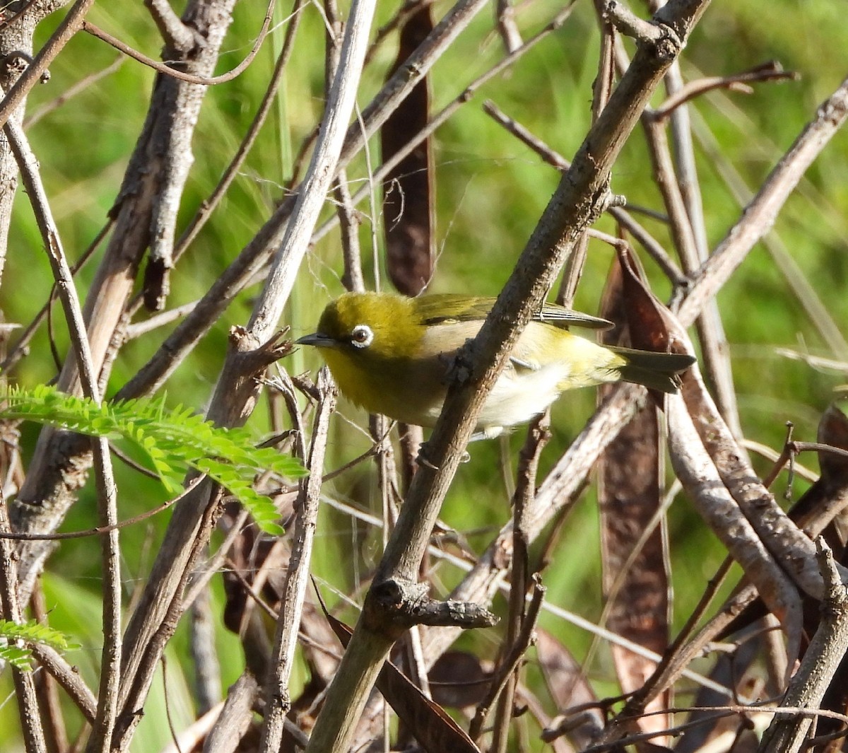 Warbling White-eye - ML647498792