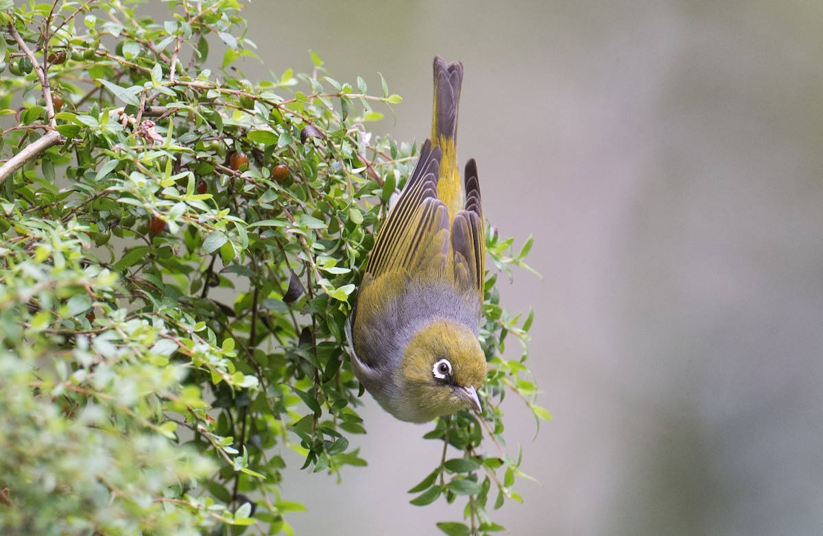 Silvereye - ML647498793