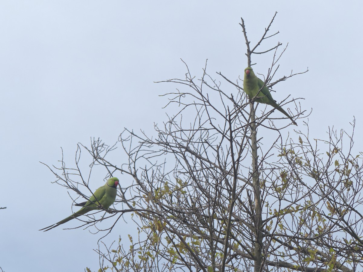 דררה - ML647498794