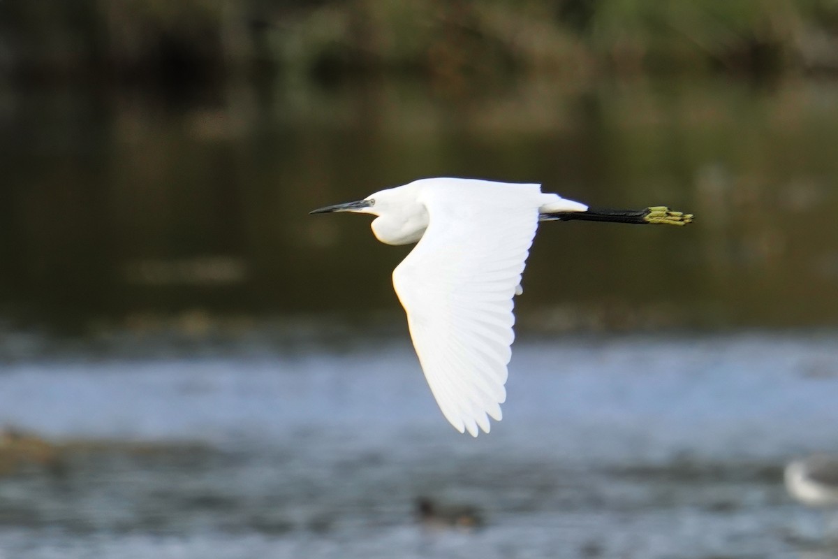 לבנית קטנה - ML647498795