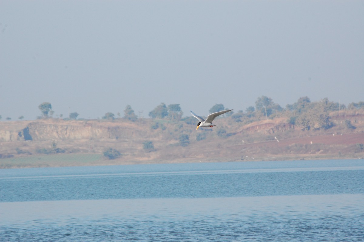 שחפית נהרות - ML647498796