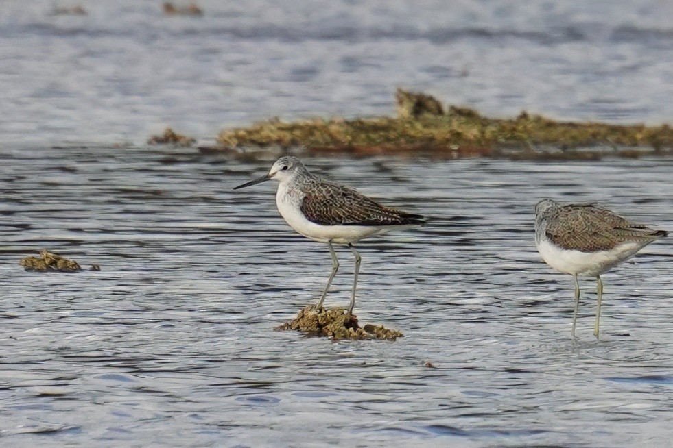 ביצנית ירוקת-רגל - ML647498798