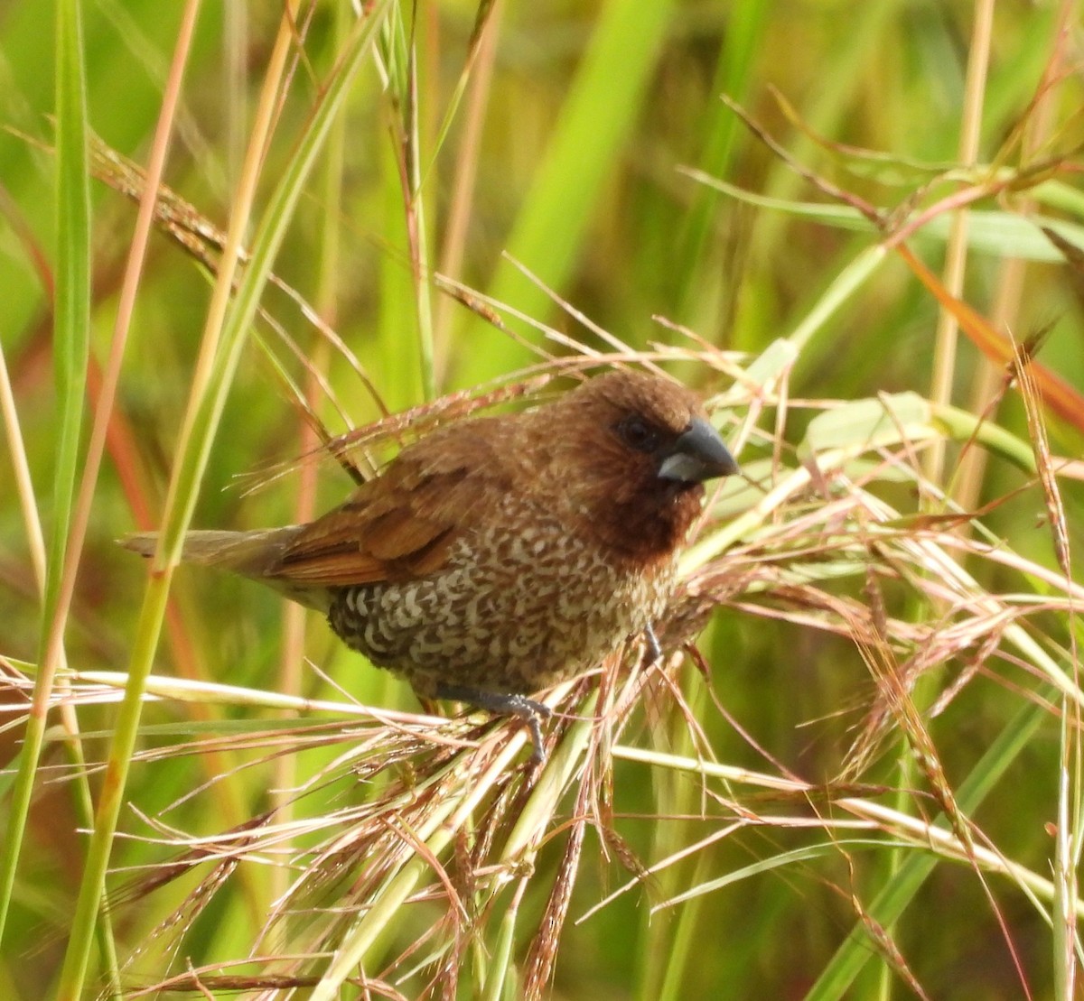 מוניה מפוספסת-חזה - ML647498799