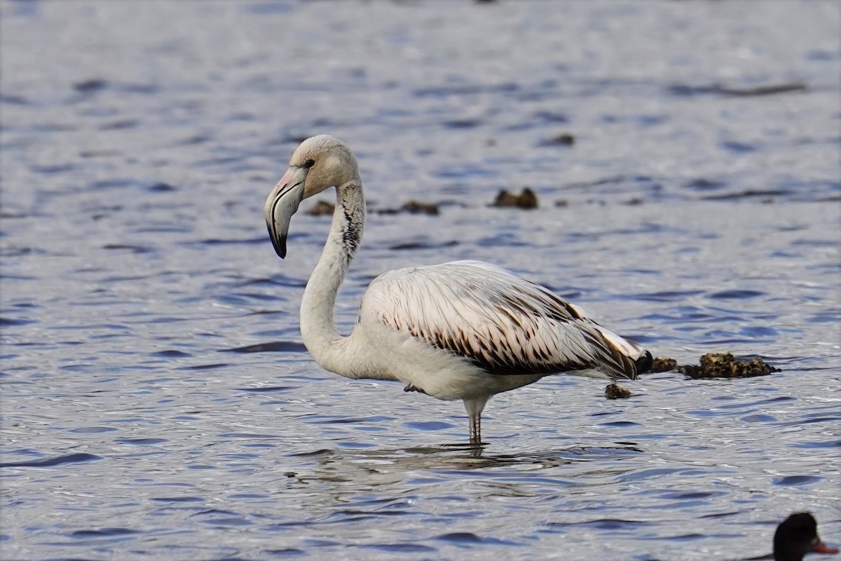 פלמינגו גדול - ML647498800