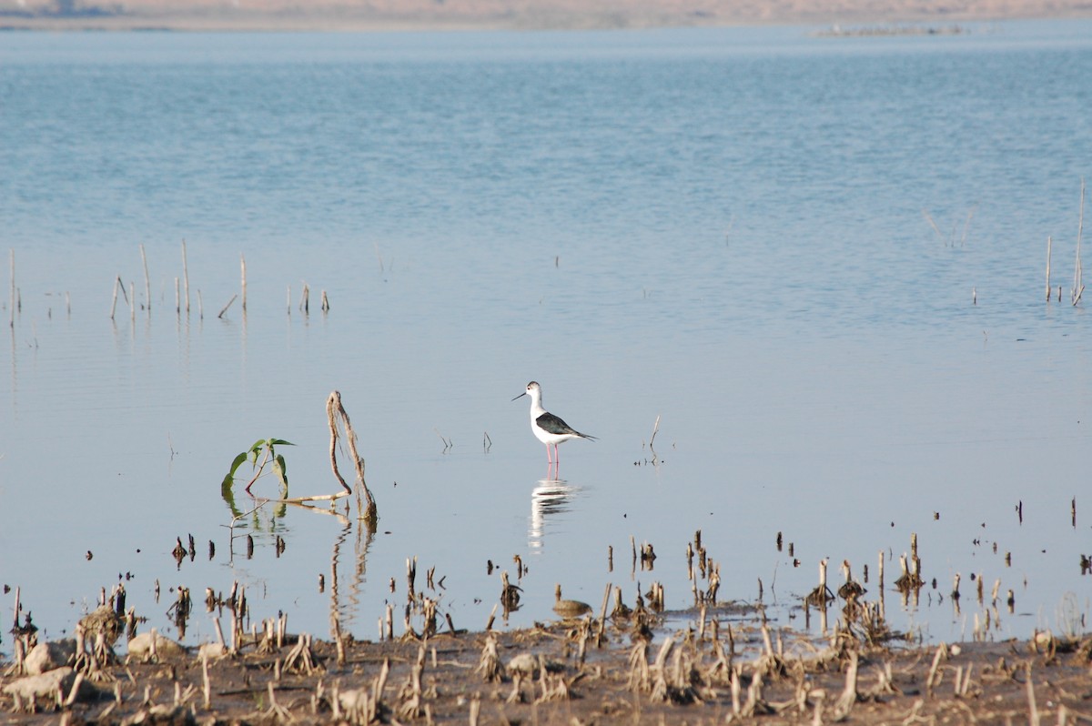 תמירון - ML647498801