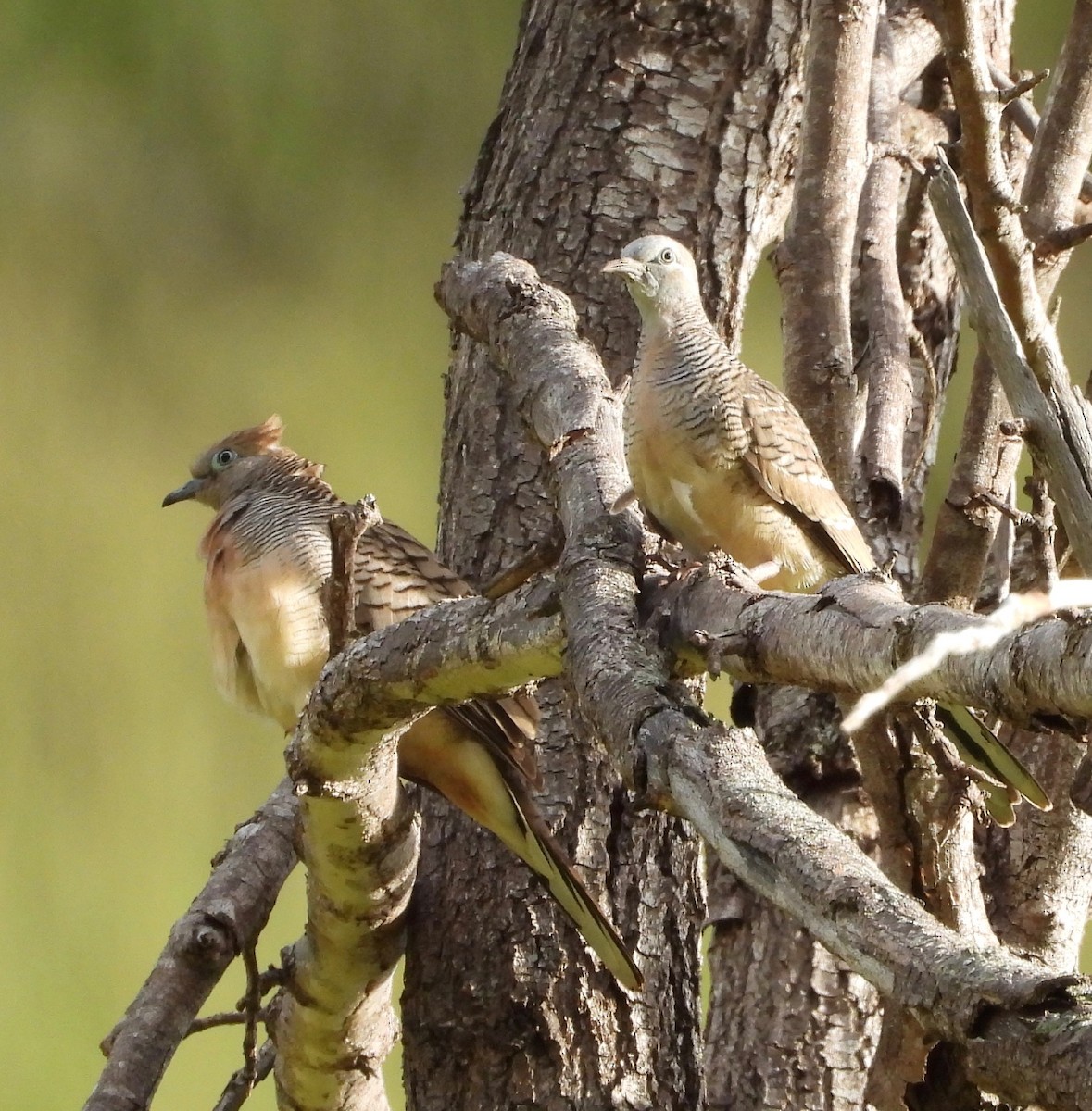 Zebra Dove - ML647498802