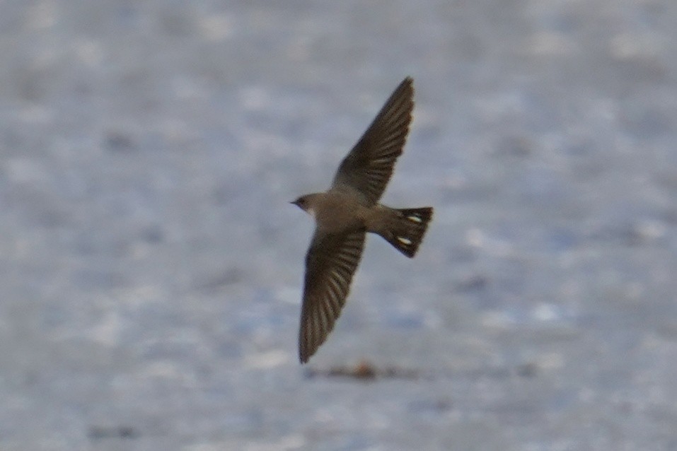 סנונית סלעים - ML647498803