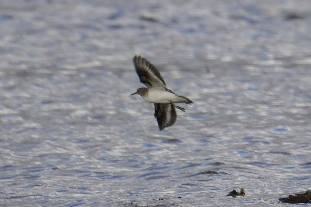 ביצנית לבנת-בטן - ML647498804