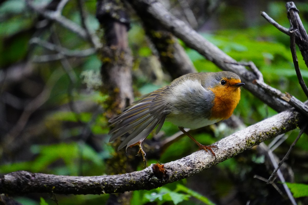 אדום חזה - ML647498805