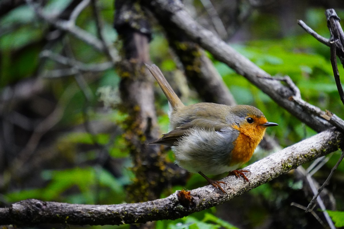 אדום חזה - ML647498806