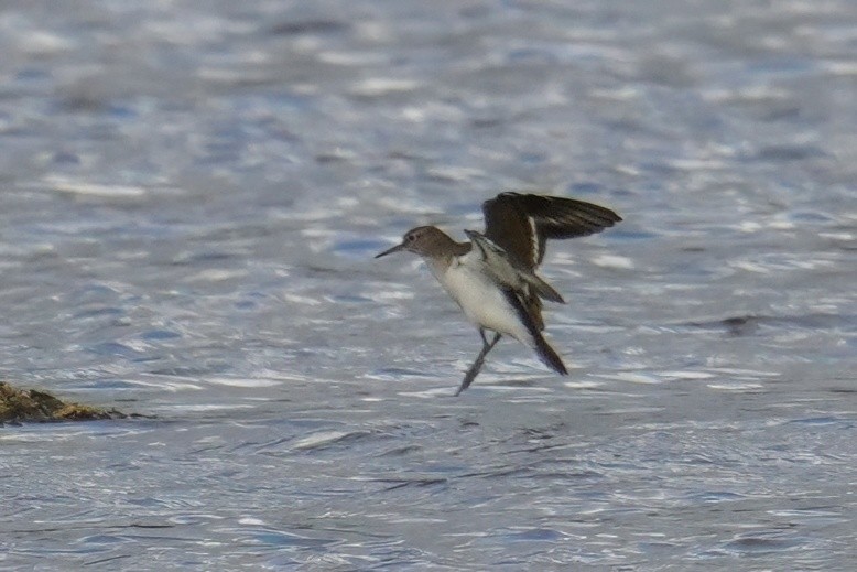 ביצנית לבנת-בטן - ML647498807