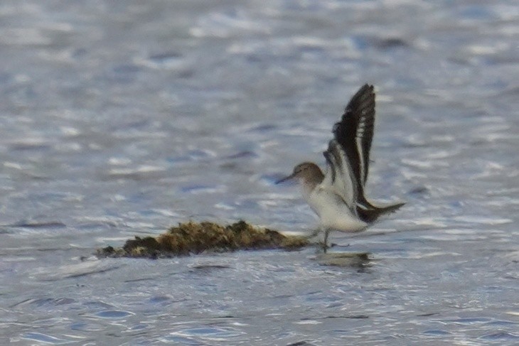 ביצנית לבנת-בטן - ML647498808