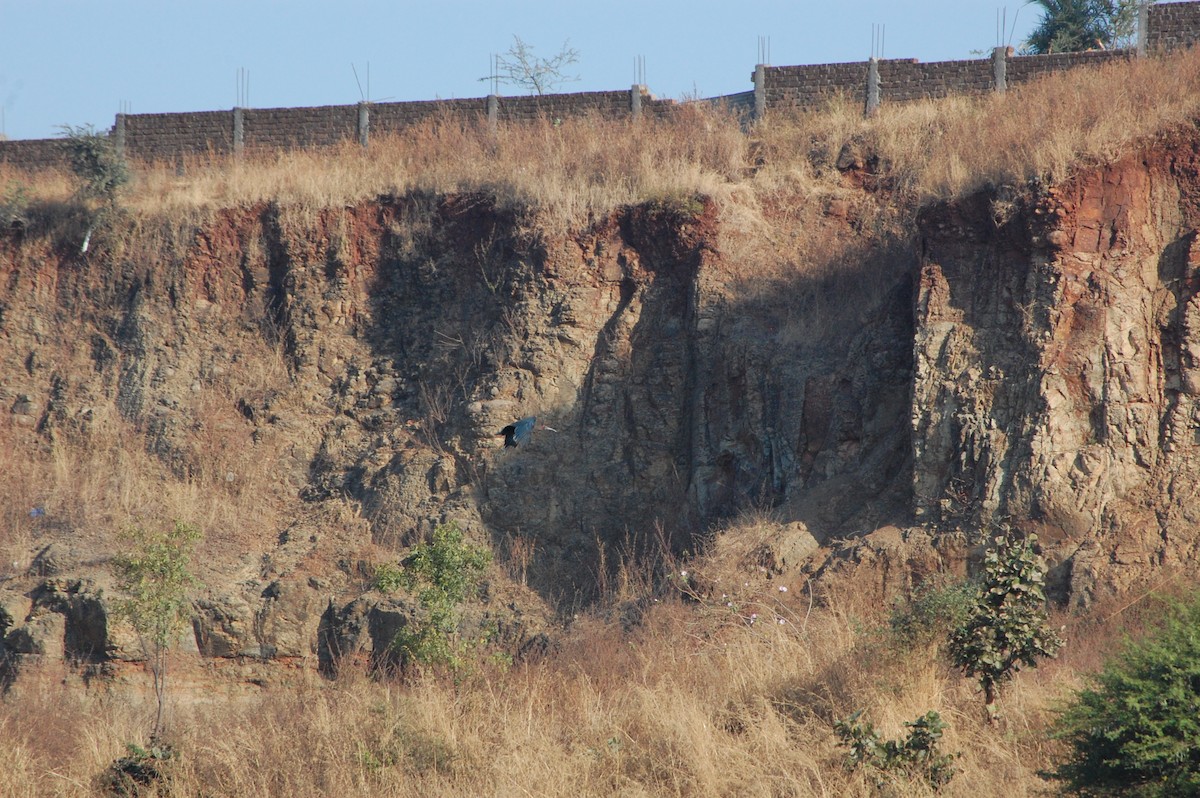 Red-naped Ibis - ML647498809