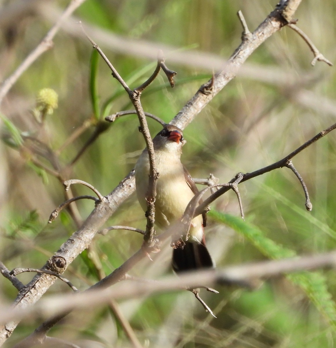Bengalí Rojo - ML647498810