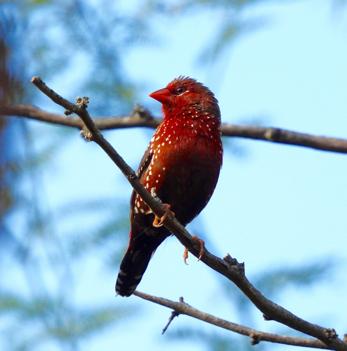 Bengalí Rojo - ML647498812
