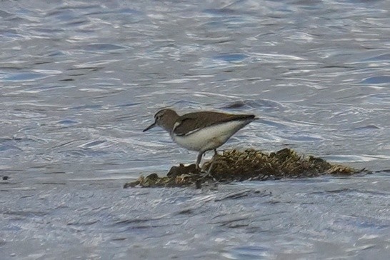 ביצנית לבנת-בטן - ML647498813