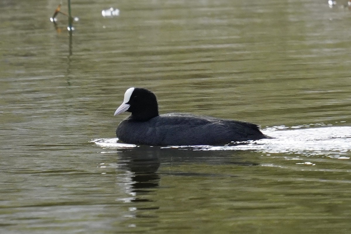 אגמית מצויה - ML647498814