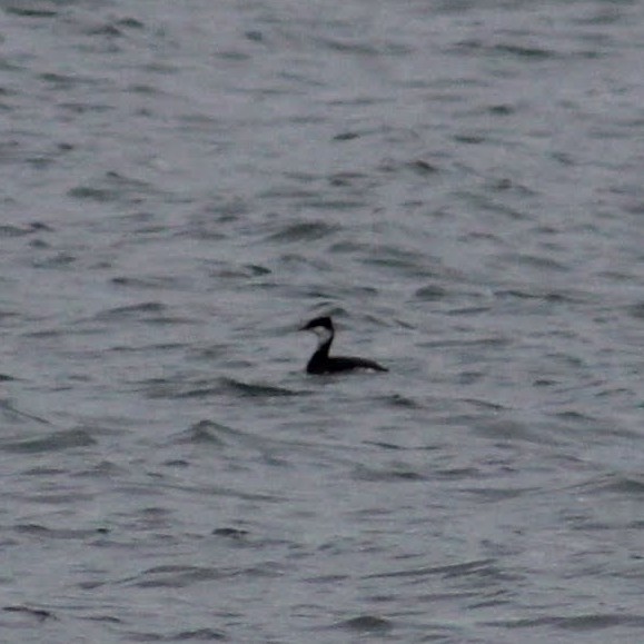 טבלן לבן-לחיים - ML647498815