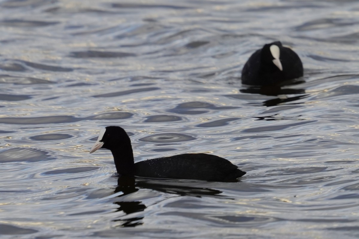 Focha Común - ML647498816