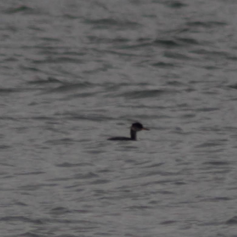 טבלן אפור-לחיים - ML647498817