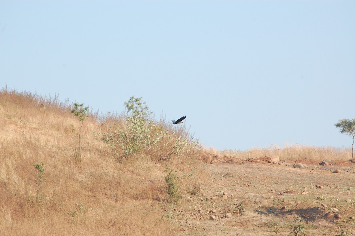 Ibis Verrugoso - ML647498818