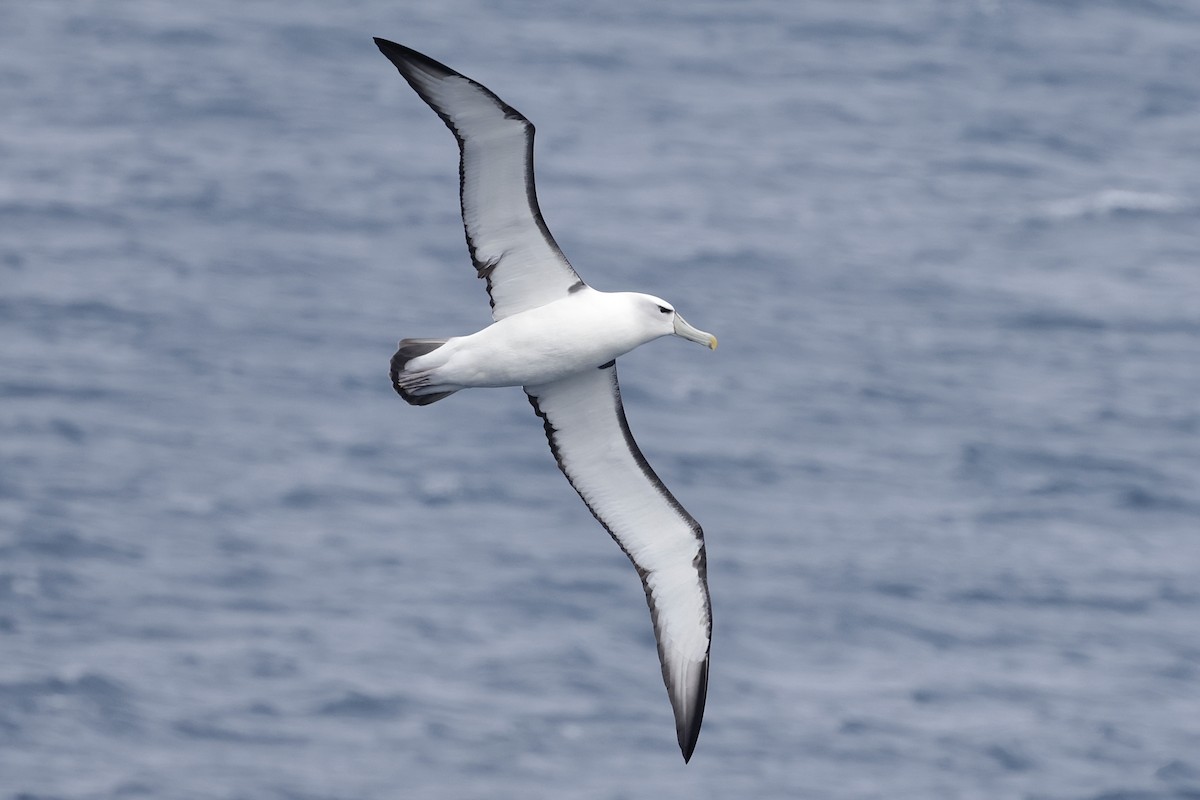 Albatros Cauto - ML647498820