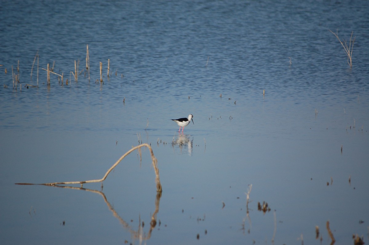 Cigüeñuela Común - ML647498821