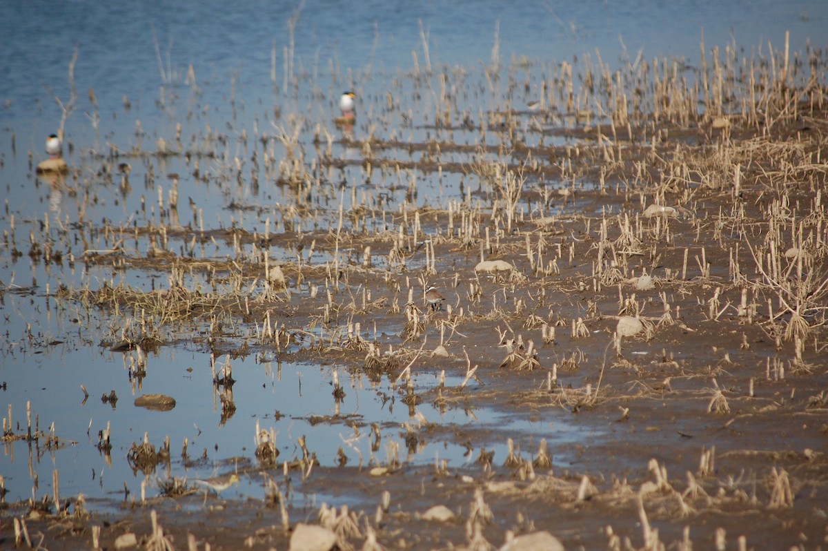 Chorlitejo Chico - ML647498823