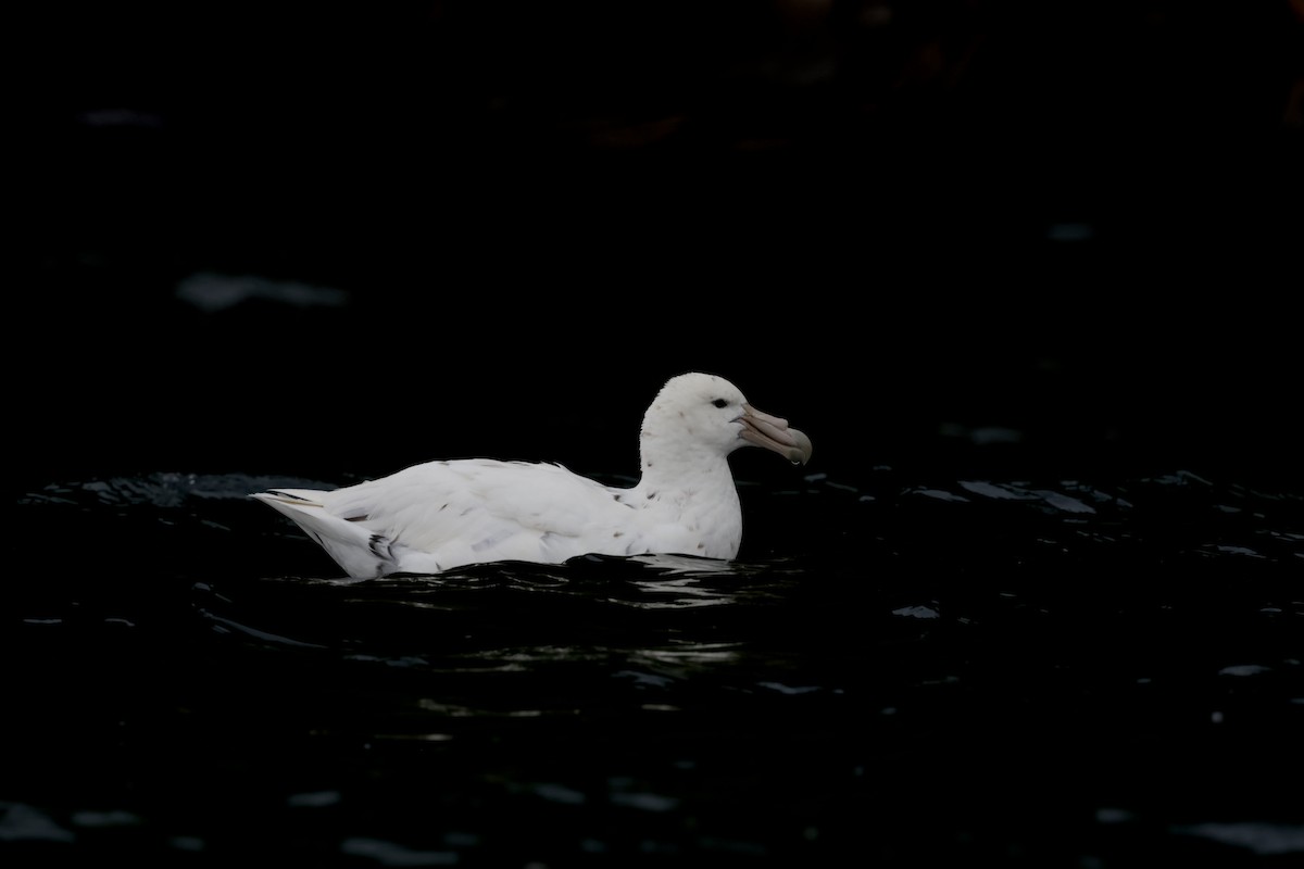 Abanto Marino Antártico - ML647498825