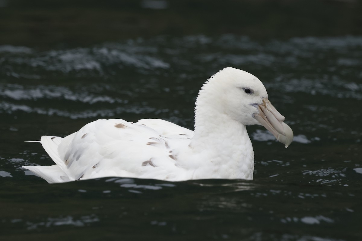 Abanto Marino Antártico - ML647498826
