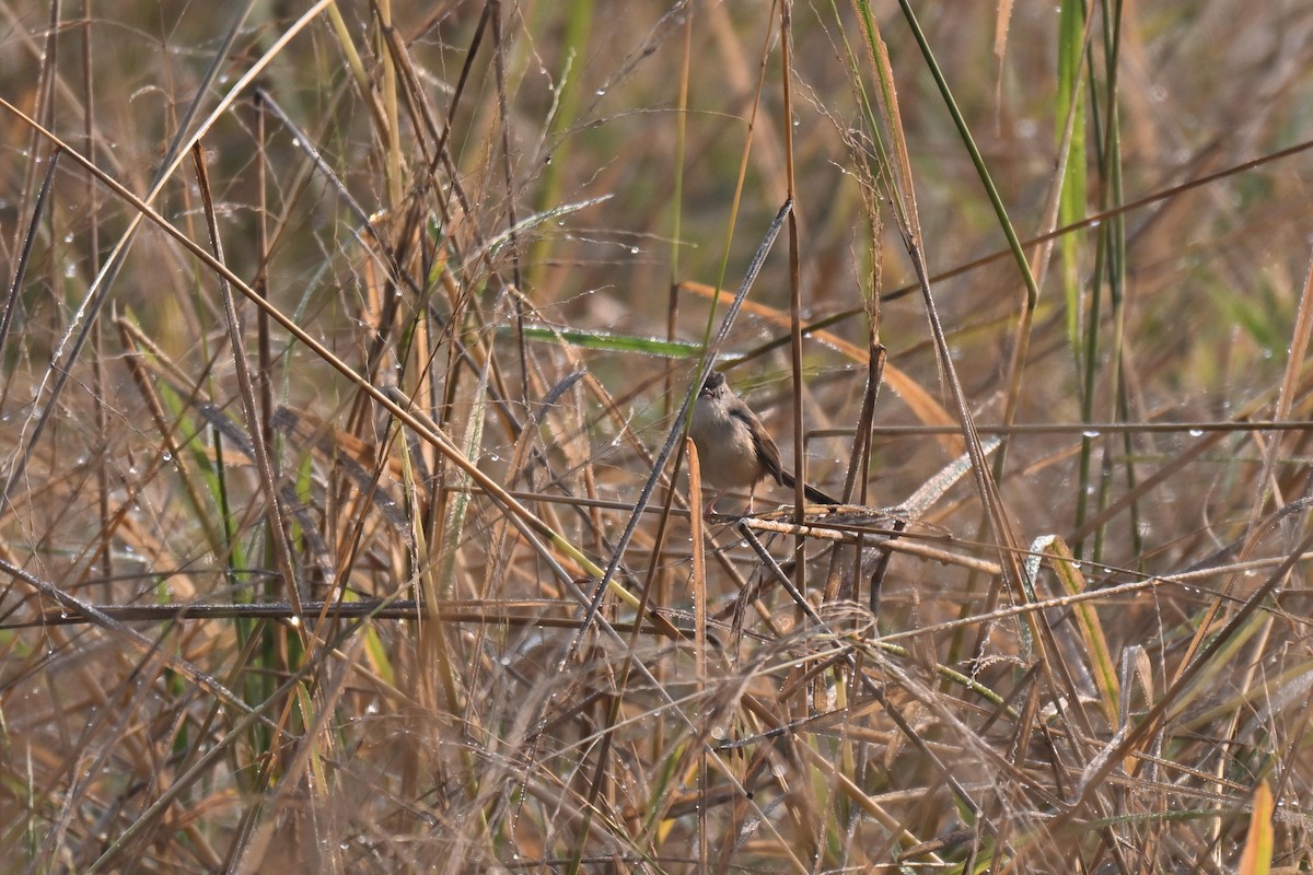 Bisbita Oriental - ML647498827
