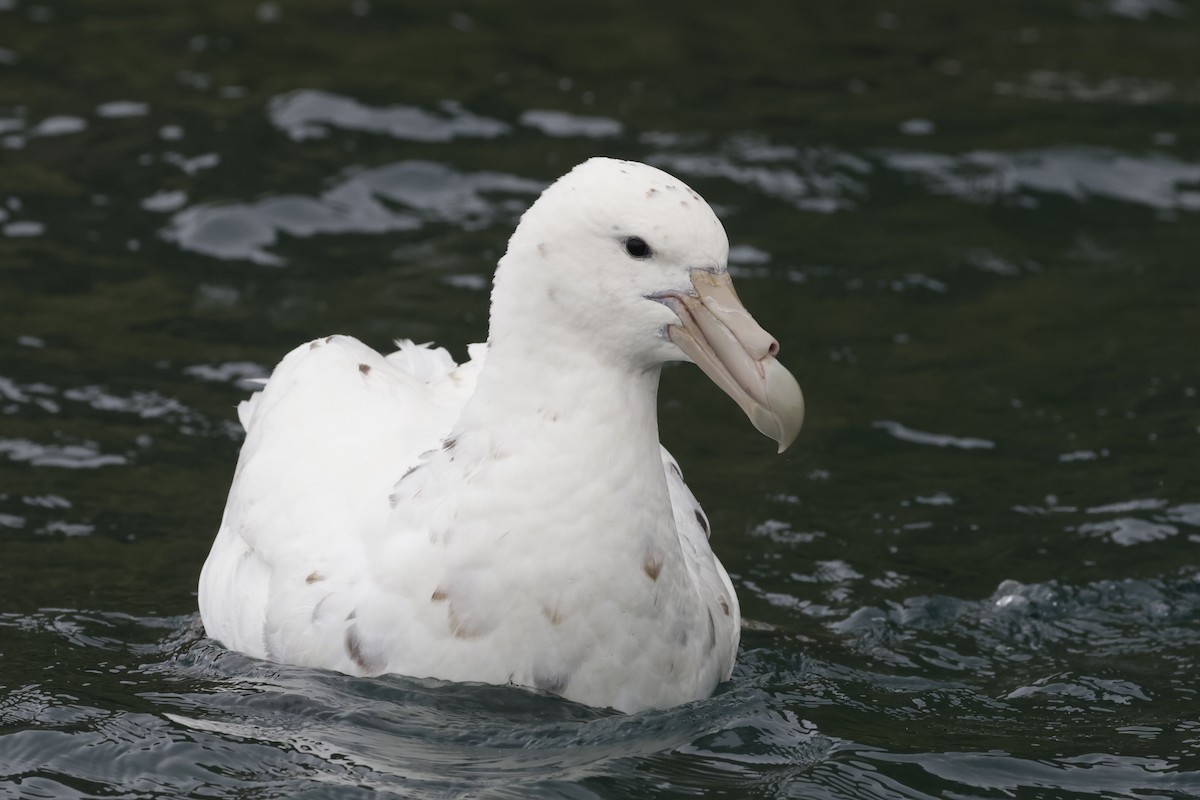 Abanto Marino Antártico - ML647498828