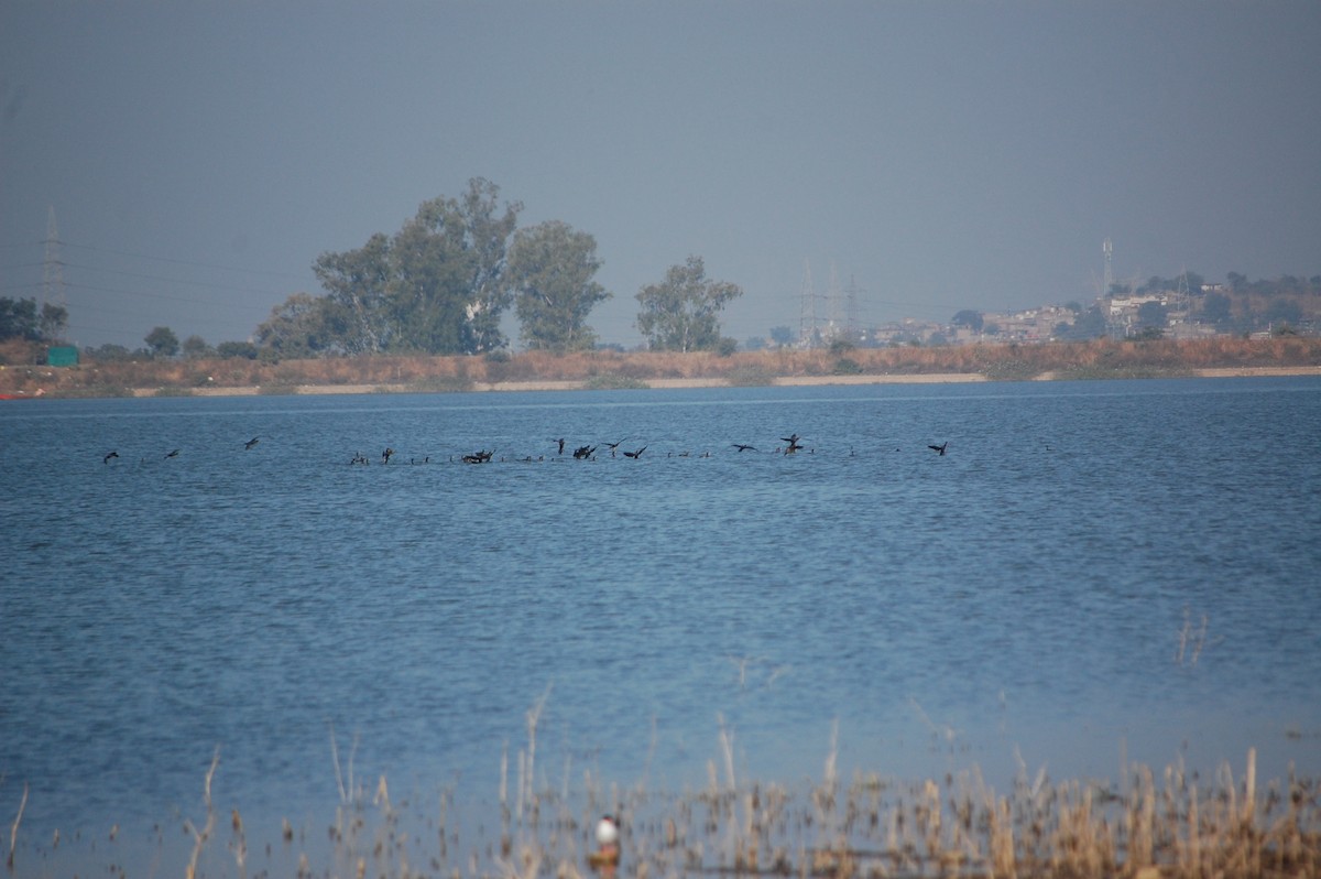 Cormorán de Java - ML647498831