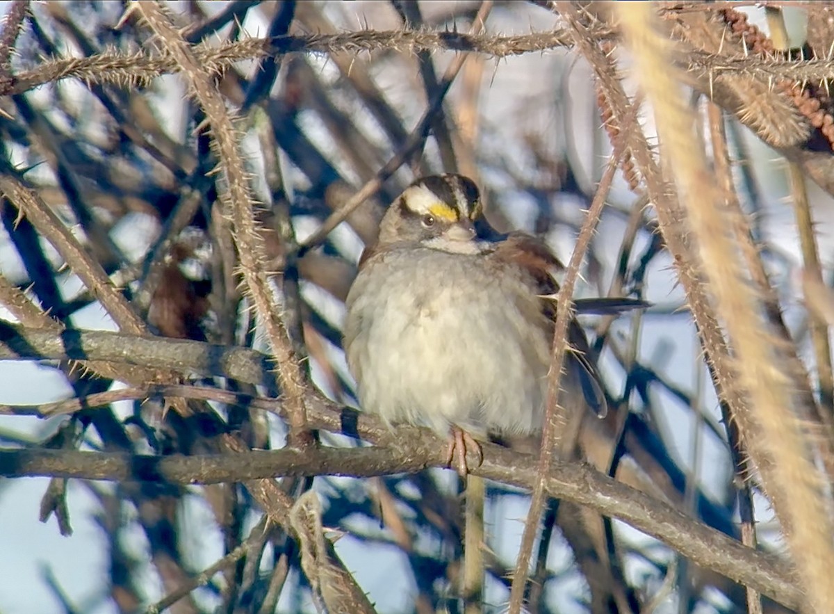 Chingolo Gorjiblanco - ML647498833