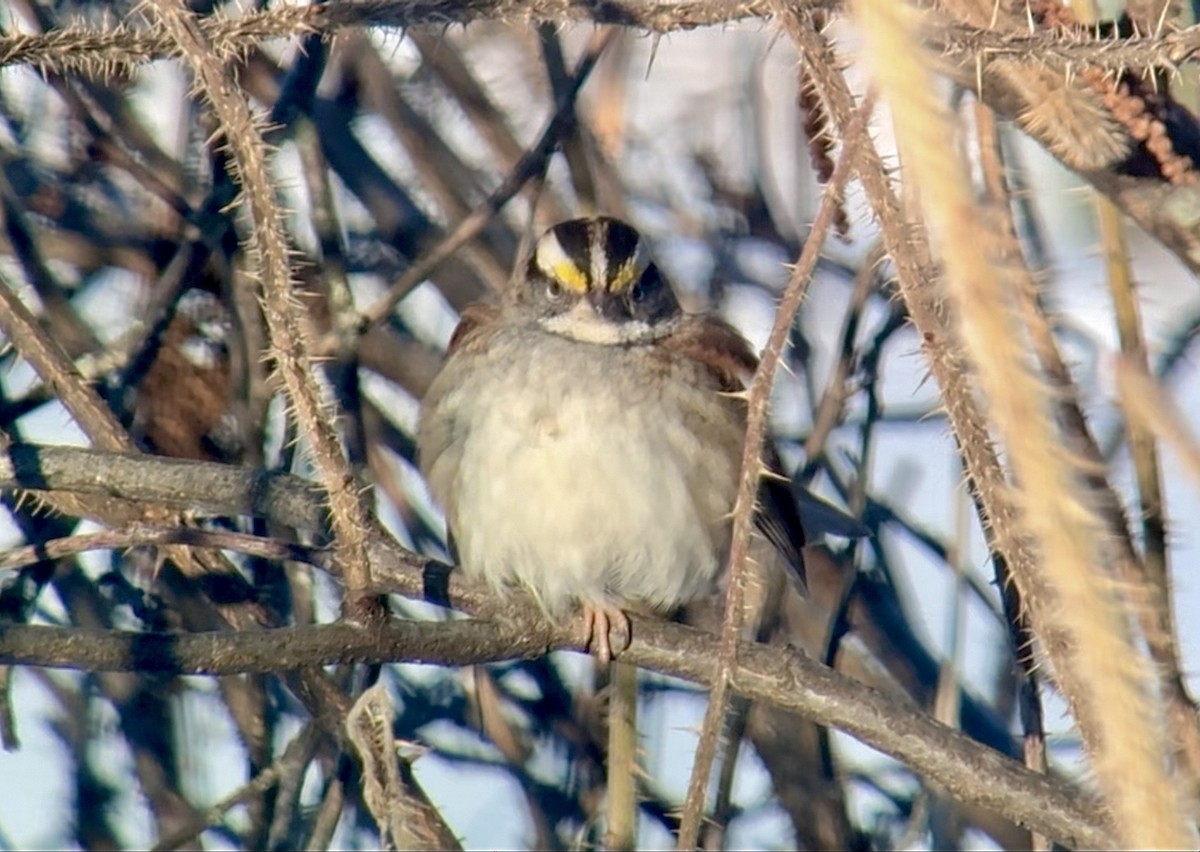 Chingolo Gorjiblanco - ML647498834
