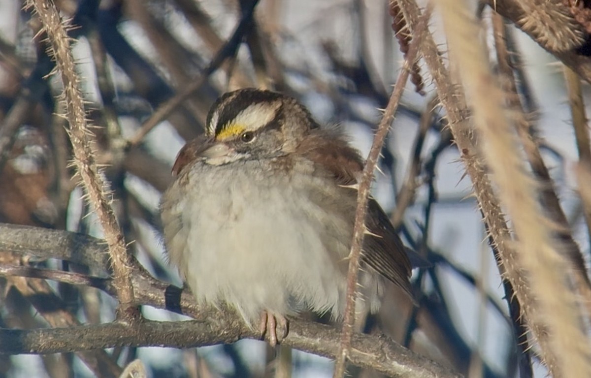 Chingolo Gorjiblanco - ML647498835
