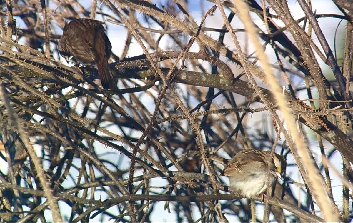 Chingolo Gorjiblanco - ML647498836