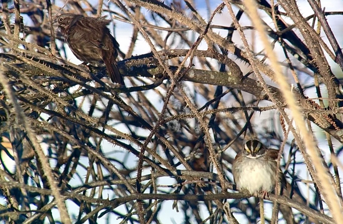 Chingolo Gorjiblanco - ML647498837