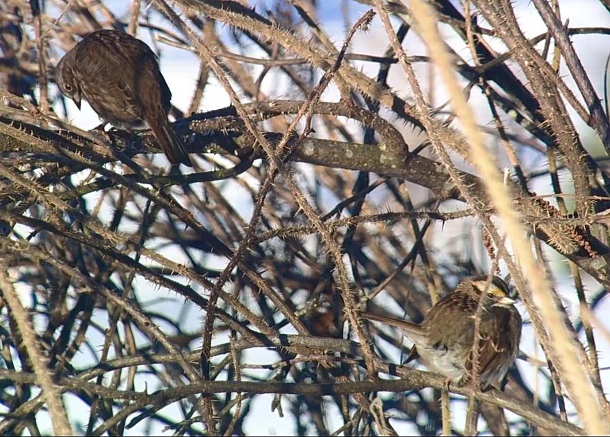 Chingolo Gorjiblanco - ML647498838