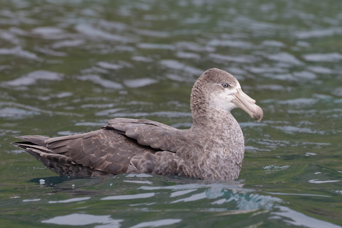 Northern Giant-Petrel - ML647498844