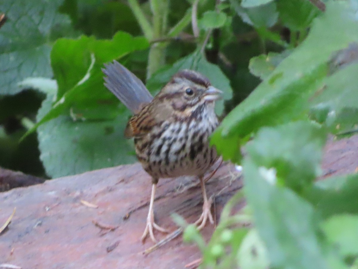 Bruant chanteur - ML647498857