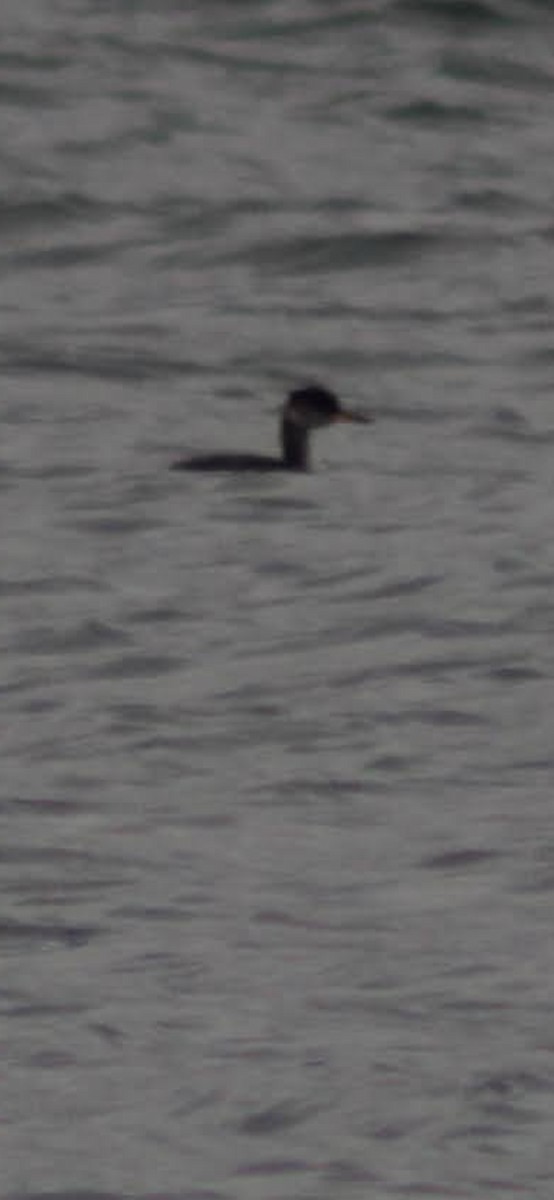 Somormujo Cuellirrojo - ML647498866