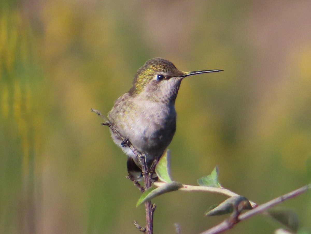 Colibri d'Anna - ML647498874