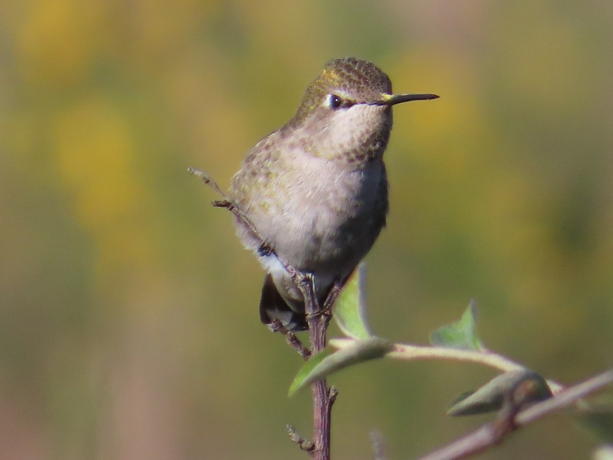 Colibri d'Anna - ML647498875