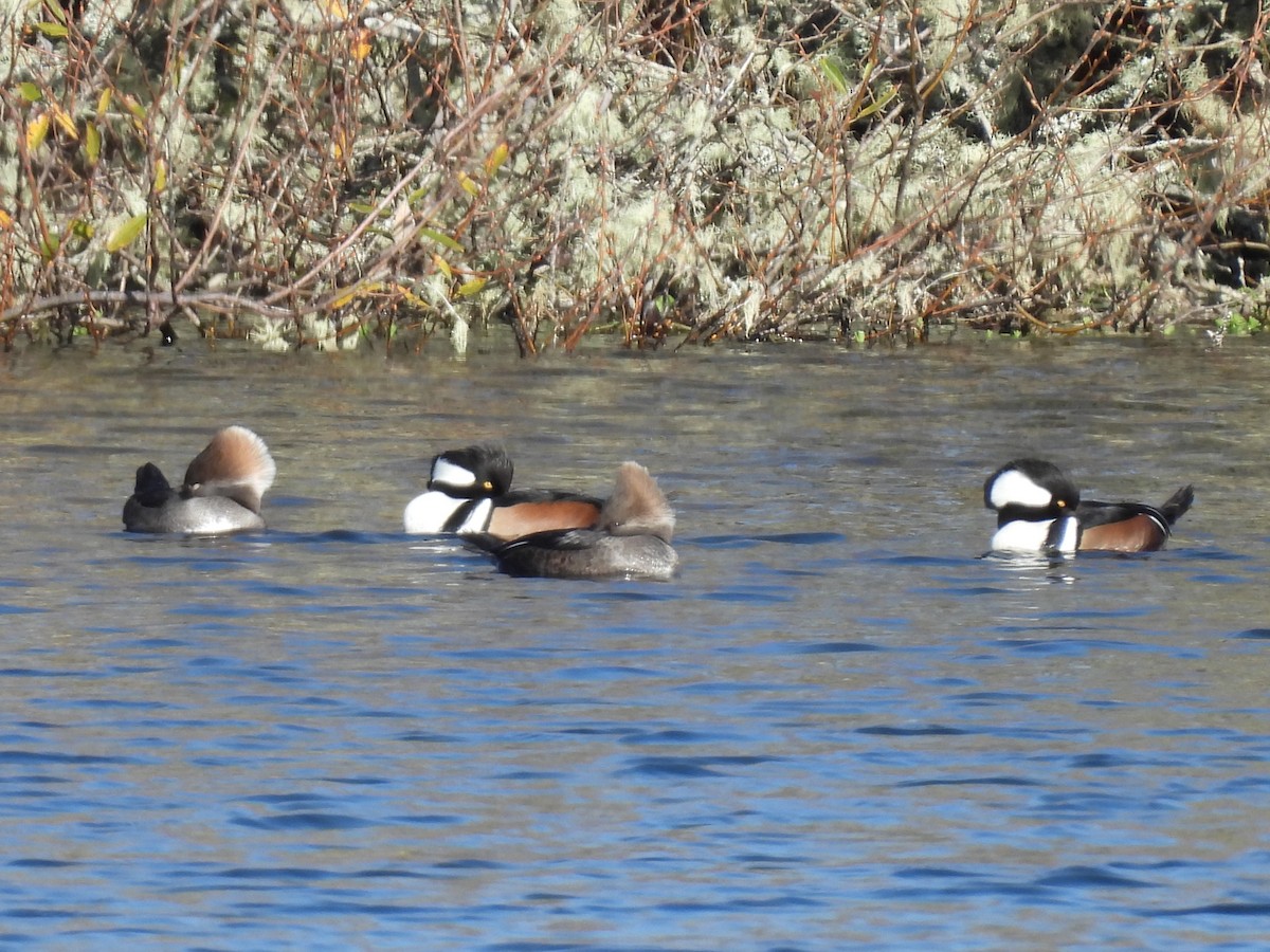 Harle couronné - ML647498879