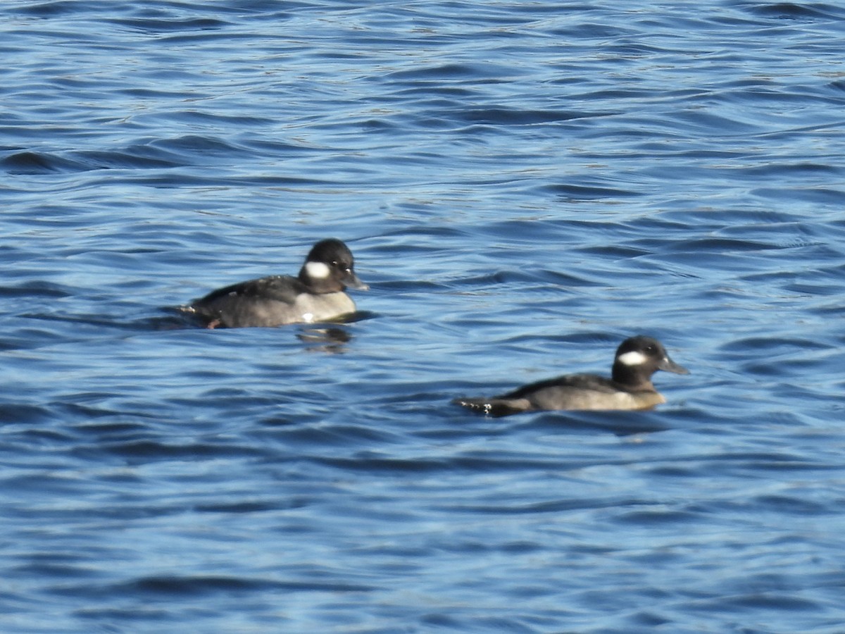 Petit Garrot - ML647498881